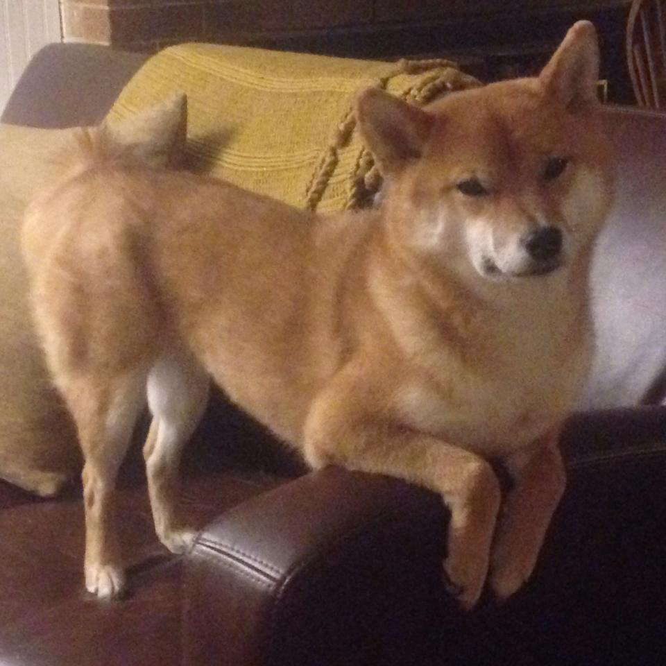 拉文生涯之夜狂飙50分,马刺决胜局力克猛龙